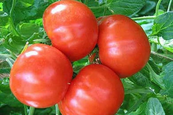 corneta de tomate