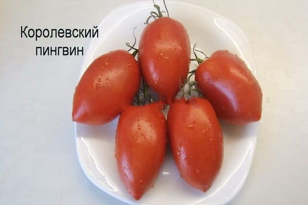 краљевски пингвин