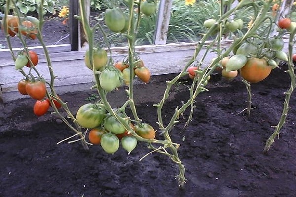 fresh tomatoes