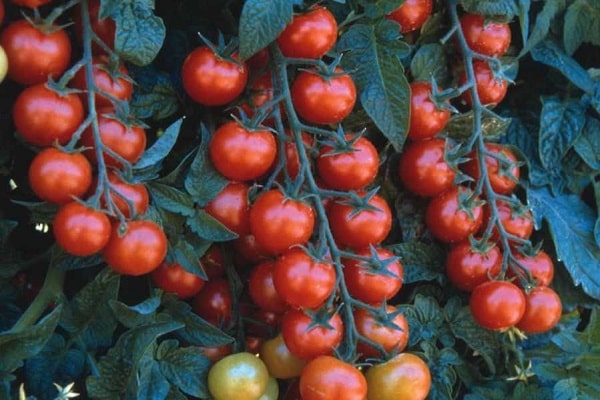 tomato cultivation