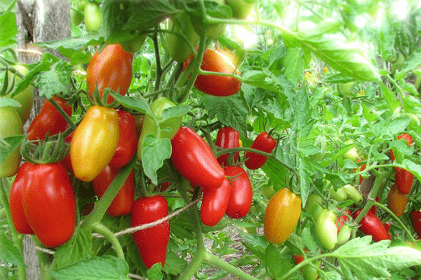 roter Fangzahn