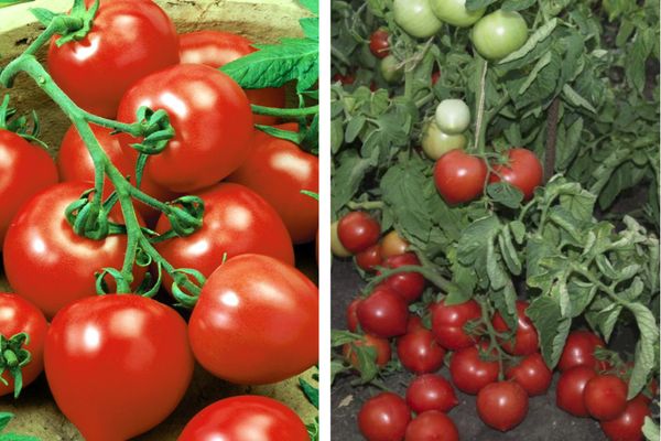 Ripe tomatoes