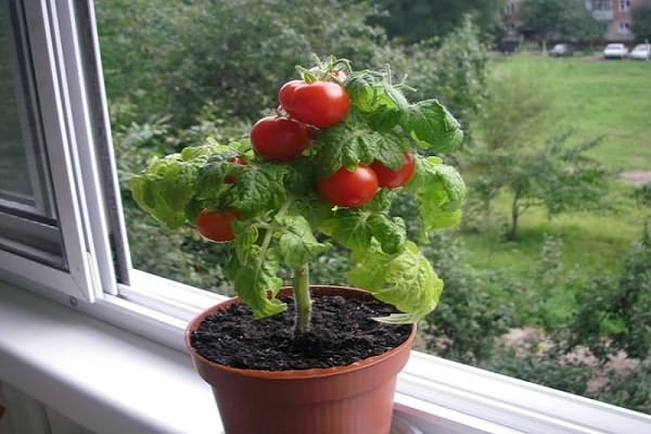 basket on the window