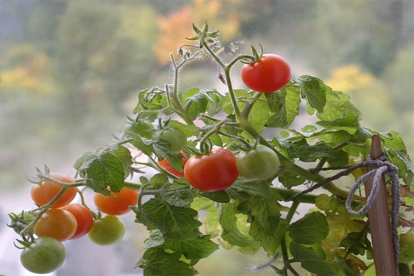 individual bushes