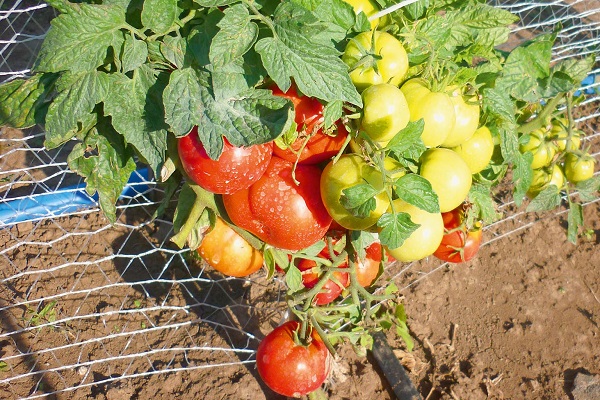 Moscow region tomato