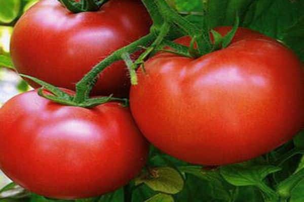 péče o rajčata