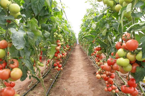 Tomaten anbauen