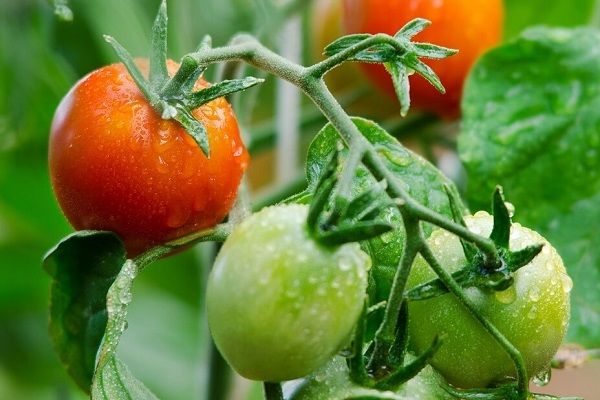 Growing tomatoes