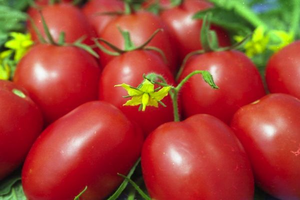 Ripe tomatoes