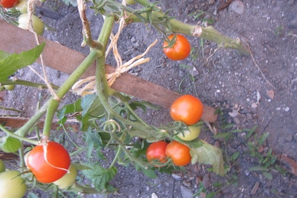 Tomatensorten 