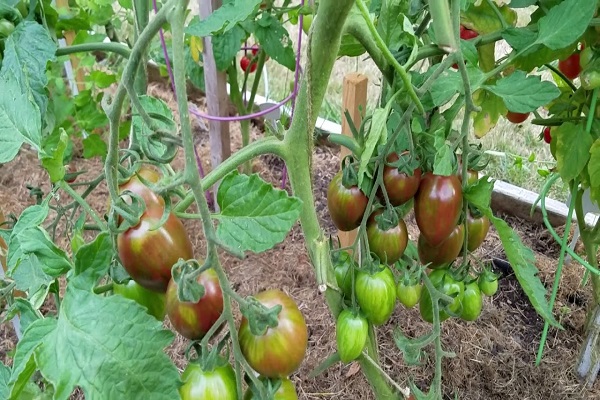 rendement des tomates