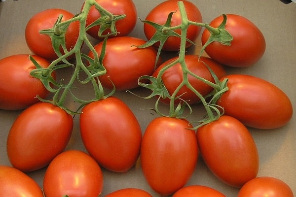 tomate Marianna