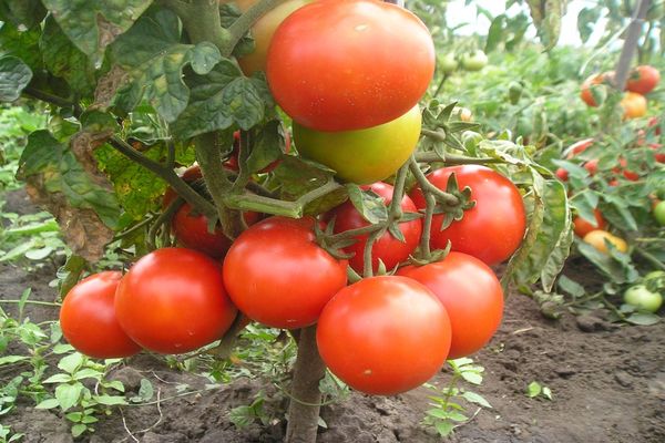 Tomate auf einem Zweig