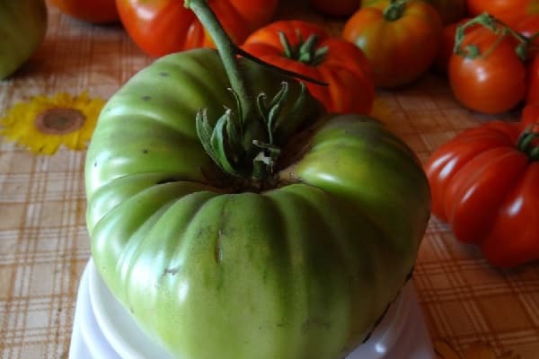 gagnant de la tomate 