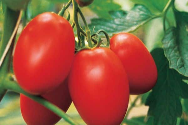 tomates en ramas