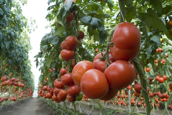 tomate matías