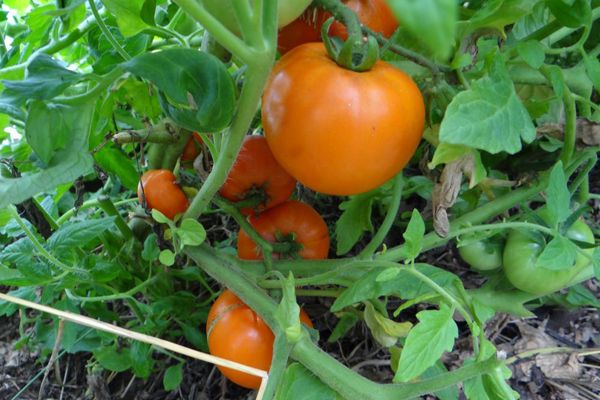 Tomaten in einem Gewächshaus