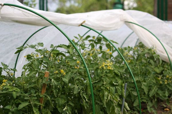 Tomatoes in a greenhouse