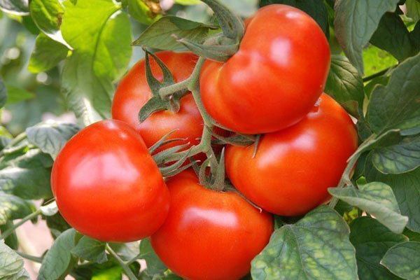 Ripe tomatoes