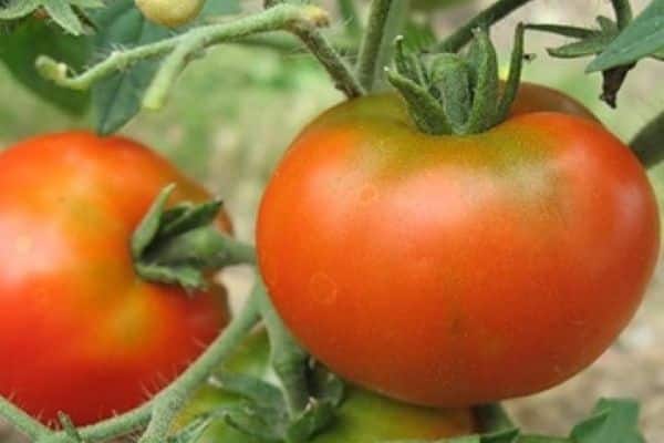 Tomatenfrucht