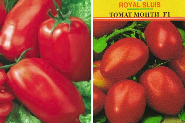 Graines de tomates