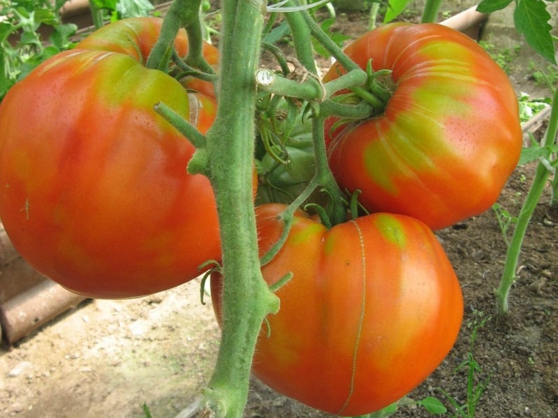 fleischige Zuckertomate im Garten