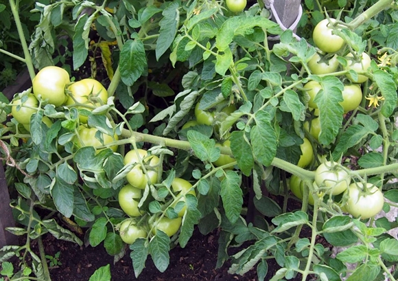 buissons de tomates vertes Anastasia