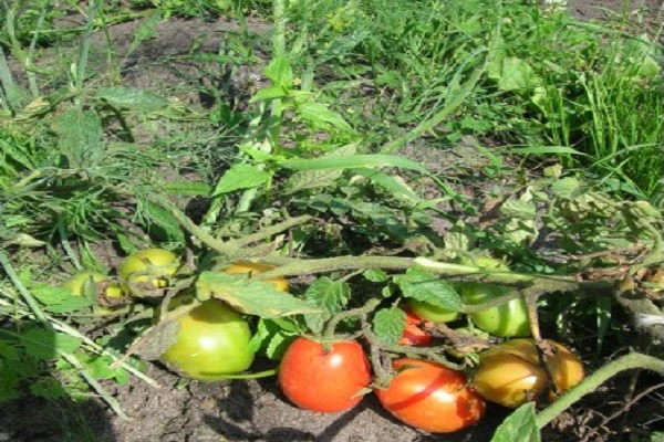 tomate natalia