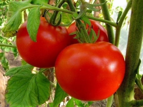 rajče Irina v zahradě