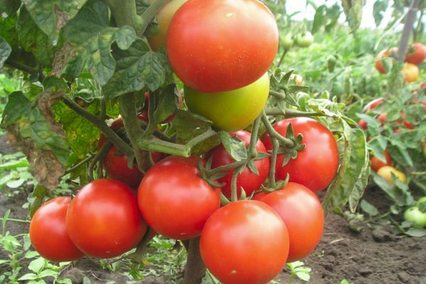 Tomates de baixo crescimento