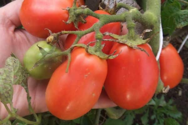 Hybrid tomatoes