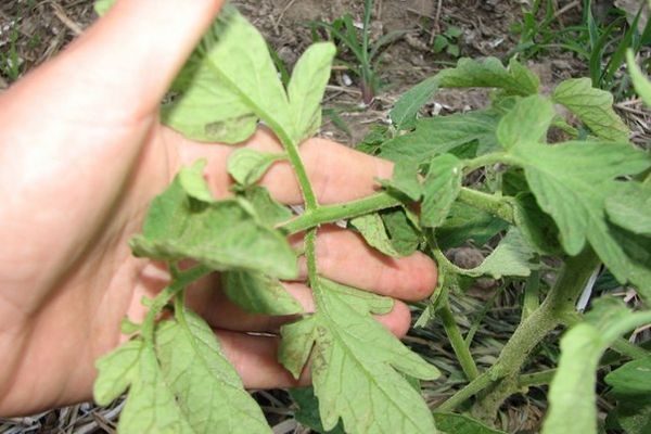 Tomato disease