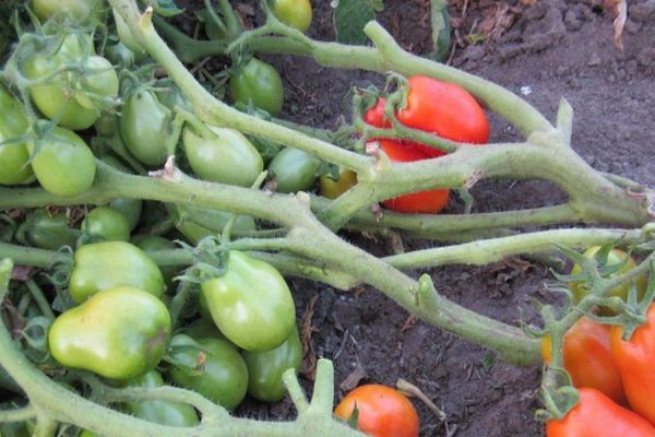 Tomato bush