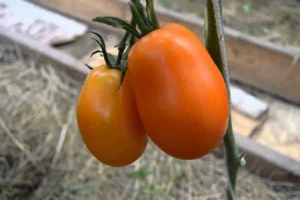 Tomaten-Olesya