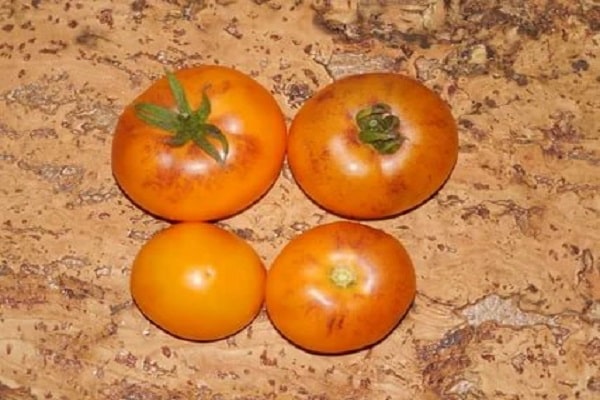 tomato Orange