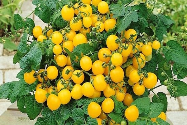 tomatoes are ripening