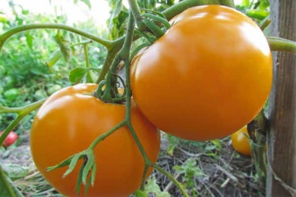 Tomates laranja