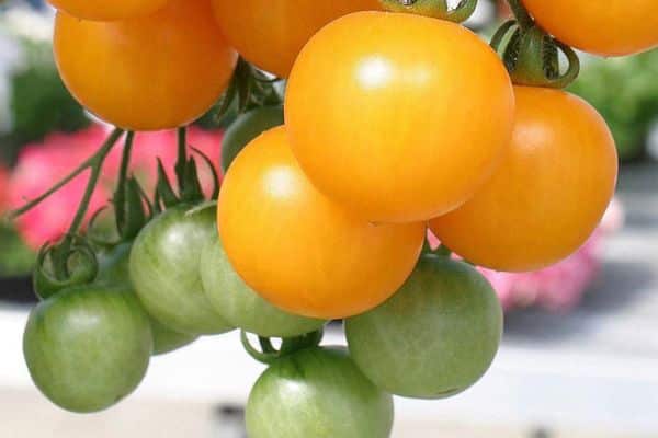 Tomates amarelos