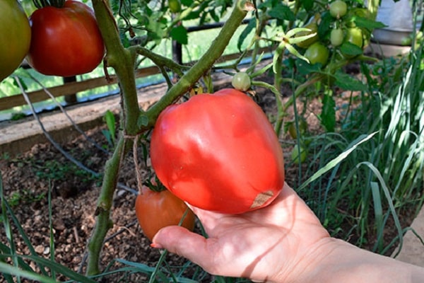 alguns produtores de vegetais