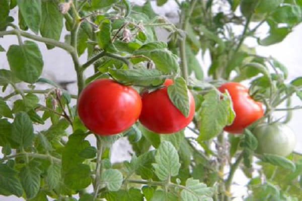 glossy tomato 