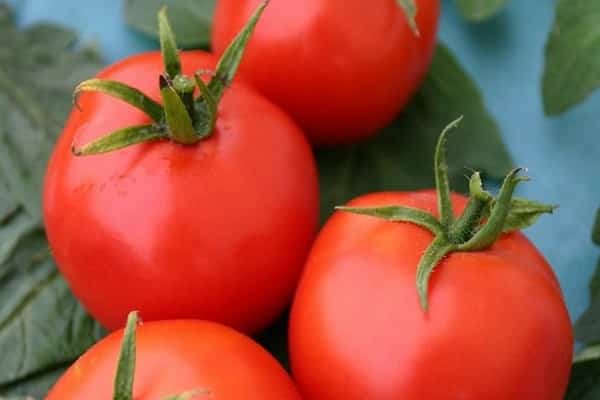 gratifying tomato 