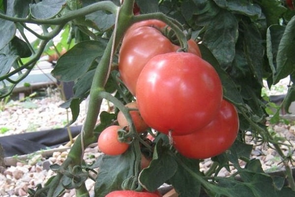 Tomatensorten