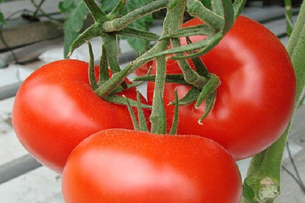 Tomatenparodist