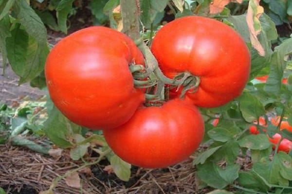 Tomate Péroun