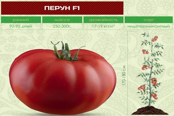 variety of tomato