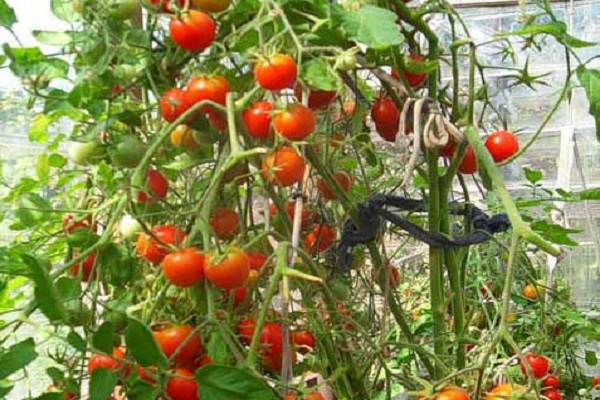 Tomato Peterhof