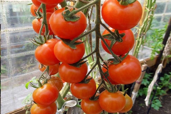 středně velká rajčata