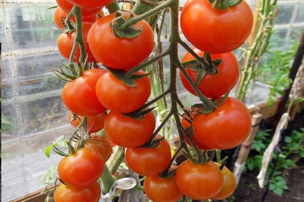 tomates de tamanho médio