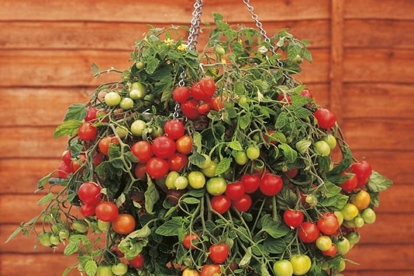 tomato in a pot 