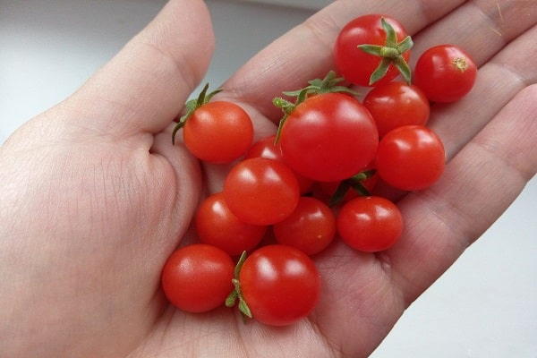 tomato pygmy